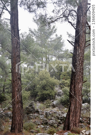 Forest trees path. High quality photo Forest trees path. High quality photo 136609405