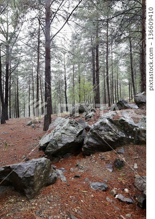 Forest trees path. High quality photo 136609410