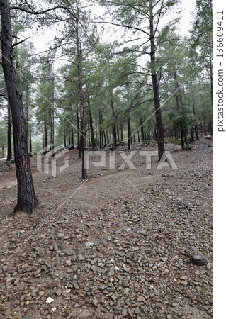 Forest trees path. High quality photo Forest trees path. High quality photo 136609411