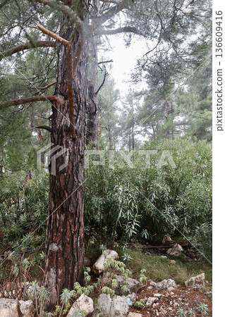 Forest trees path. High quality photo Forest trees path. High quality photo 136609416
