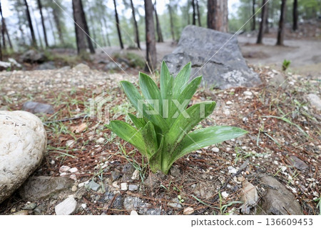 Dewy plant outdoors. High quality photo Dewy plant outdoors. High quality photo 136609453