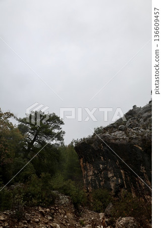 Forest trees path. High quality photo 136609457