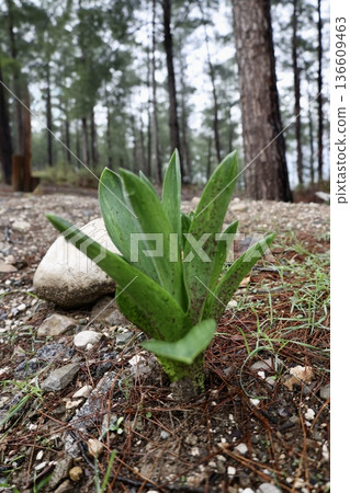 Dewy plant outdoors. High quality photo Dewy plant outdoors. High quality photo 136609463