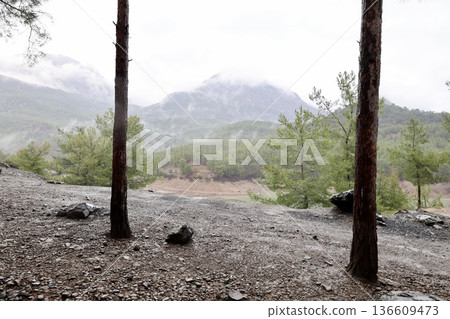 Forest trees path. High quality photo Forest trees path. High quality photo 136609473
