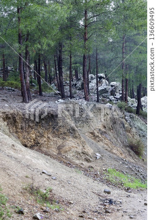 Forest trees path. High quality photo Forest trees path. High quality photo 136609495