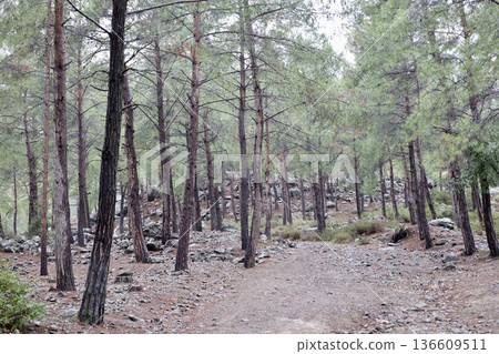 Forest trees path. High quality photo Forest trees path. High quality photo 136609511