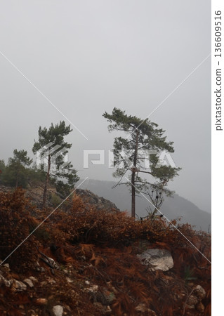Forest trees path. High quality photo 136609516