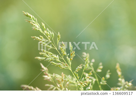 Grass of meadow bluegrass. Green spikelets of meadow grass on green background.  136609517