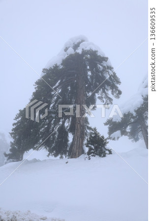 Snowy forest landscape. High quality photo 136609535