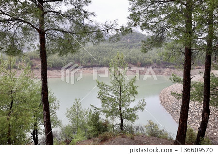 Forest trees path. High quality photo Forest trees path. High quality photo 136609570