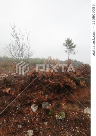 Forest trees path. High quality photo Forest trees path. High quality photo 136609589