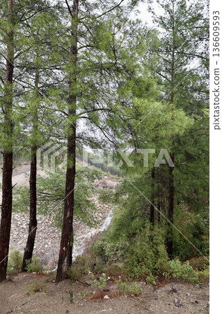 Forest trees path. High quality photo 136609593