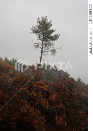 Forest trees path. High quality photo 136609596