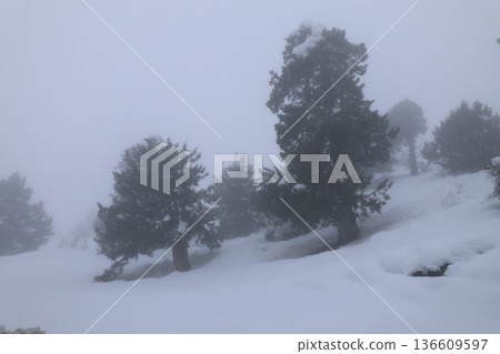 Snowy forest landscape. High quality photo Snowy forest landscape. High quality photo 136609597