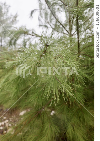 Rocks branches ground. High quality photo 136609601