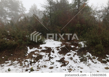 Snowy forest landscape. High quality photo 136609606