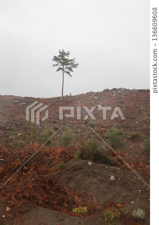 Forest trees path. High quality photo Forest trees path. High quality photo 136609608