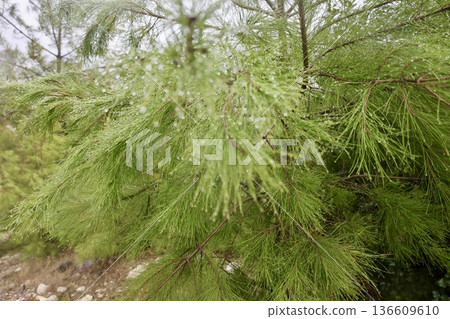 Rocks branches ground. High quality photo Rocks branches ground. High quality photo 136609610