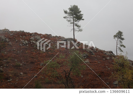 Forest trees path. High quality photo Forest trees path. High quality photo 136609611
