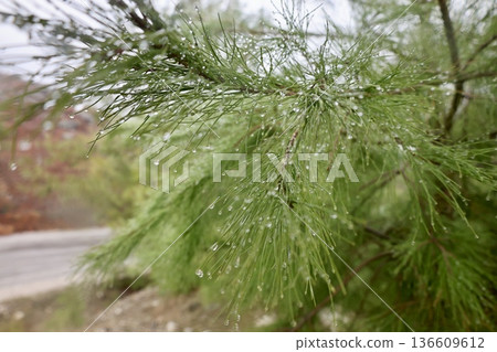 Rocks branches ground. High quality photo Rocks branches ground. High quality photo 136609612