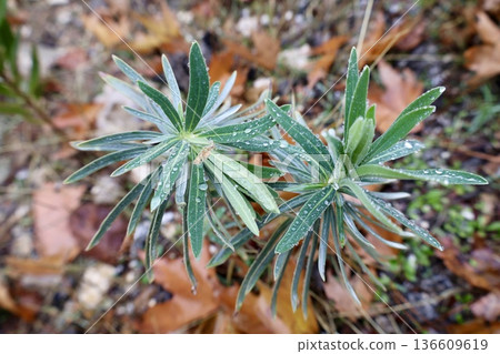 Dewy plant outdoors. High quality photo Dewy plant outdoors. High quality photo 136609619
