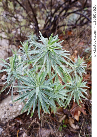 Dewy plant outdoors. High quality photo Dewy plant outdoors. High quality photo 136609626