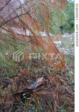 Rocks branches ground. High quality photo Rocks branches ground. High quality photo 136609638