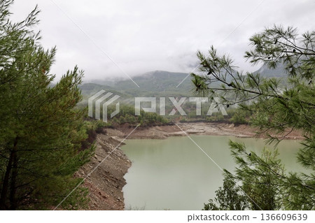 Forest trees path. High quality photo Forest trees path. High quality photo 136609639