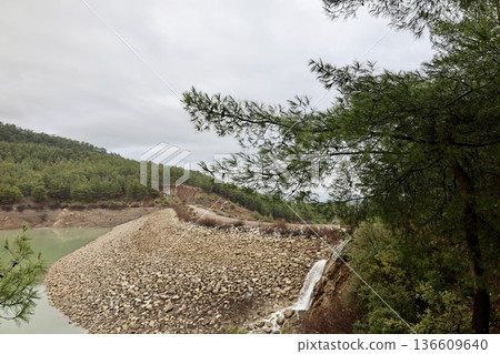 Forest trees path. High quality photo Forest trees path. High quality photo 136609640