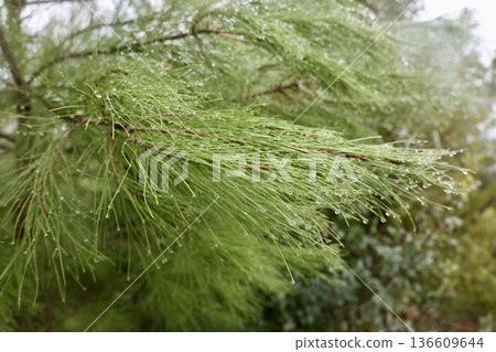 Rocks branches ground. High quality photo 136609644