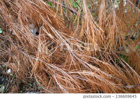 Rocks branches ground. High quality photo Rocks branches ground. High quality photo 136609645