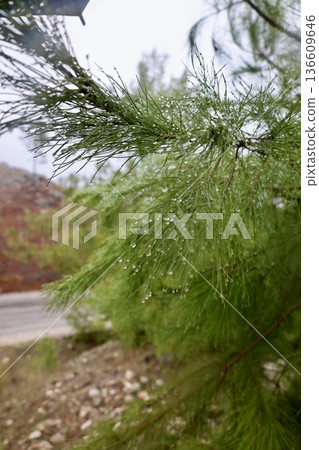 Rocks branches ground. High quality photo 136609646