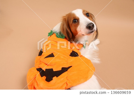 Kooikerhondje turns around and poses in Halloween costumes 136609659