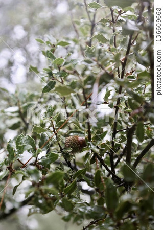 Spiky leaves acorn. High quality photo 136609668