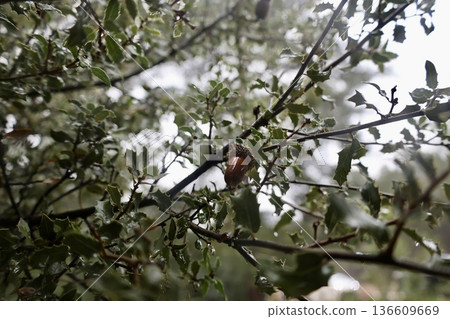 Spiky leaves acorn. High quality photo Spiky leaves acorn. High quality photo 136609669
