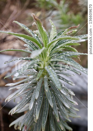 Dewy plant outdoors. High quality photo Dewy plant outdoors. High quality photo 136609670