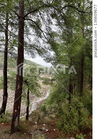 Forest trees path. High quality photo Forest trees path. High quality photo 136609677