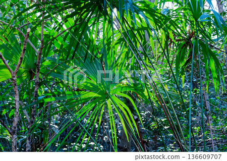 早春時節棕櫚葉的絢麗色彩 136609707