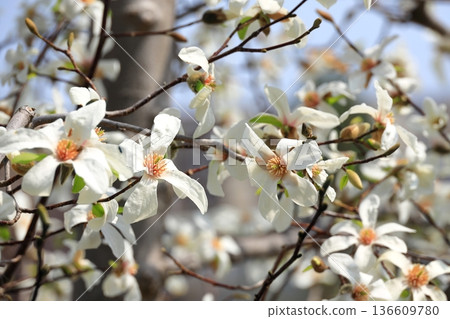 Kobushi flowers in full bloom 136609780