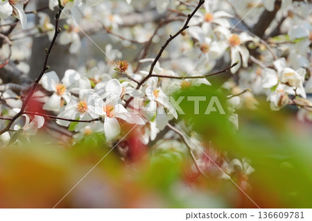 Kobushi flowers in full bloom Kobushi flowers in full bloom 136609781