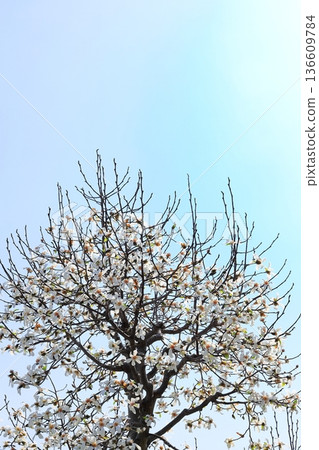 盛開的玉蘭花，垂直擺放 136609784