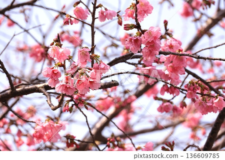 橫濱紅櫻花盛開。 136609785