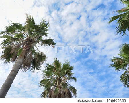 棕櫚樹 136609863