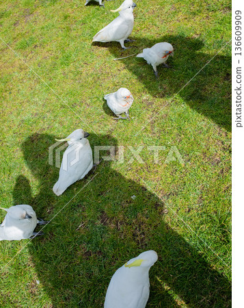 A landscape with grass, a person's shadow, and a white bird 136609909