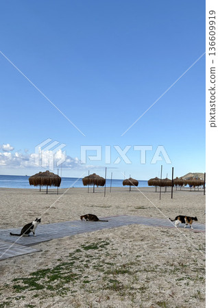funny cat on the beach cat walking. High quality photo funny cat on the beach cat walking. High quality photo 136609919