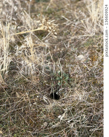 small hole earth dry grass. High quality photo 136609924
