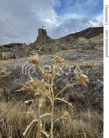 Rocky landscape thistles. High quality photo Rocky landscape thistles. High quality photo 136609952