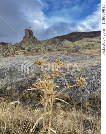 Rocky landscape thistles. High quality photo Rocky landscape thistles. High quality photo 136609956