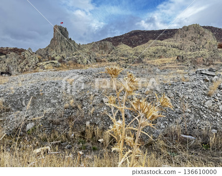 Rocky landscape thistles. High quality photo Rocky landscape thistles. High quality photo 136610000