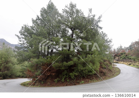 Misty mountain road. High quality photo Misty mountain road. High quality photo 136610014